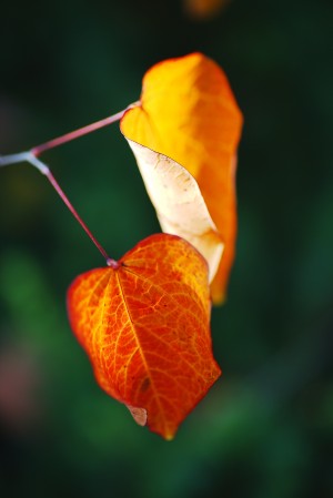 Leaves Of Autumn